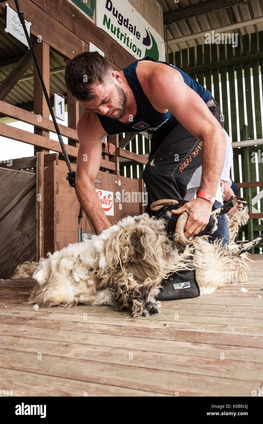 Junior Schafe Scherer bei der Great Yorkshire Show 2017 Stockfoto