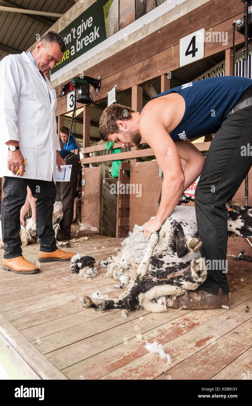 Junior Schafe Scherer bei der Great Yorkshire Show 2017 Stockfoto