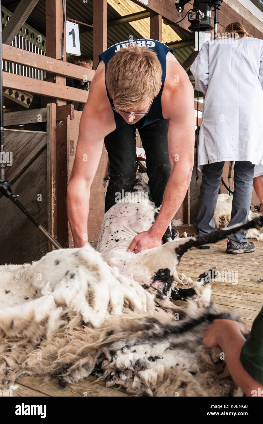 Junior Schafe scheren Am Großen Yorkshire Show 2017 Stockfoto