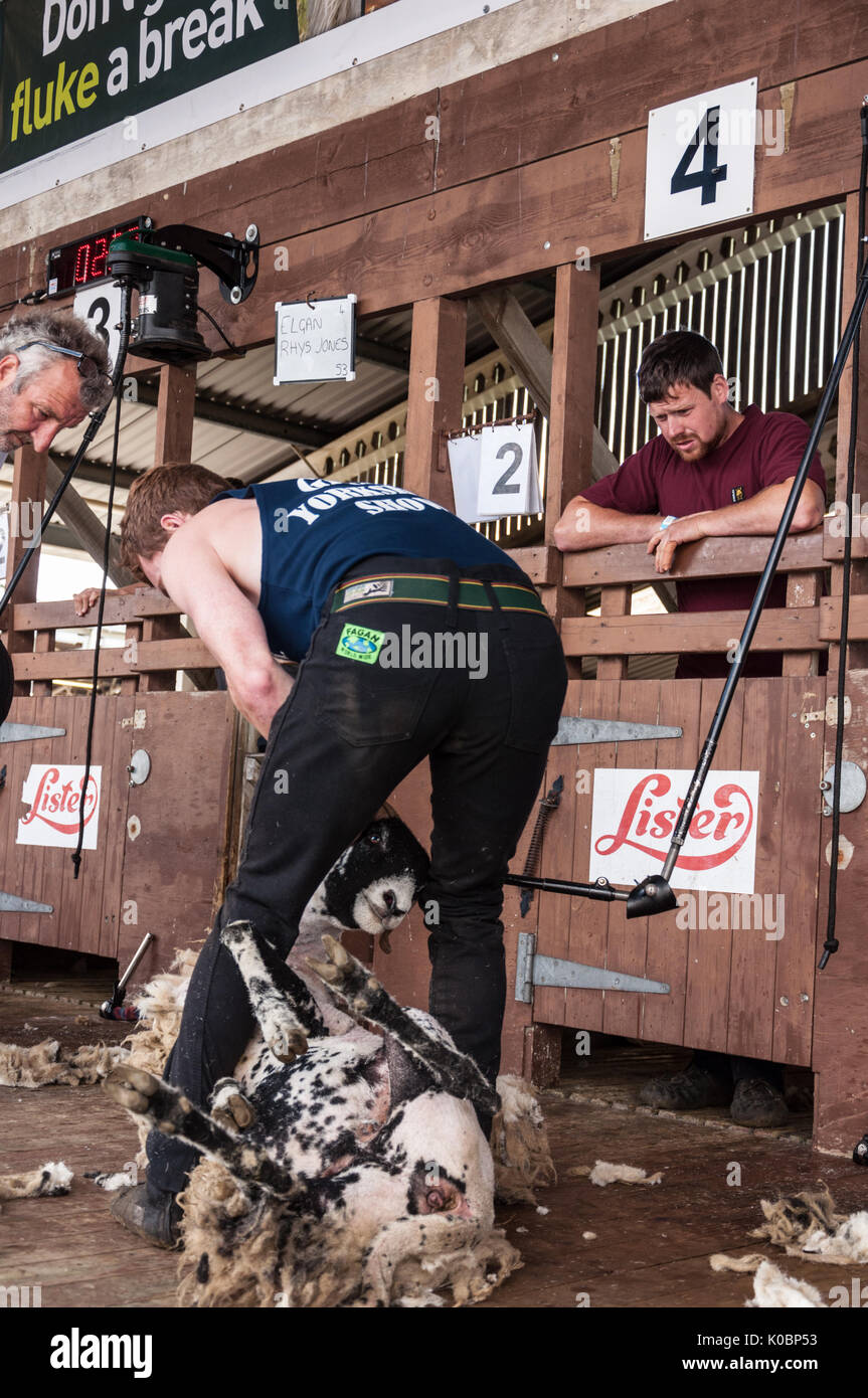 Schafe scheren Wettbewerb bei der Great Yorkshire Show 2017 Stockfoto