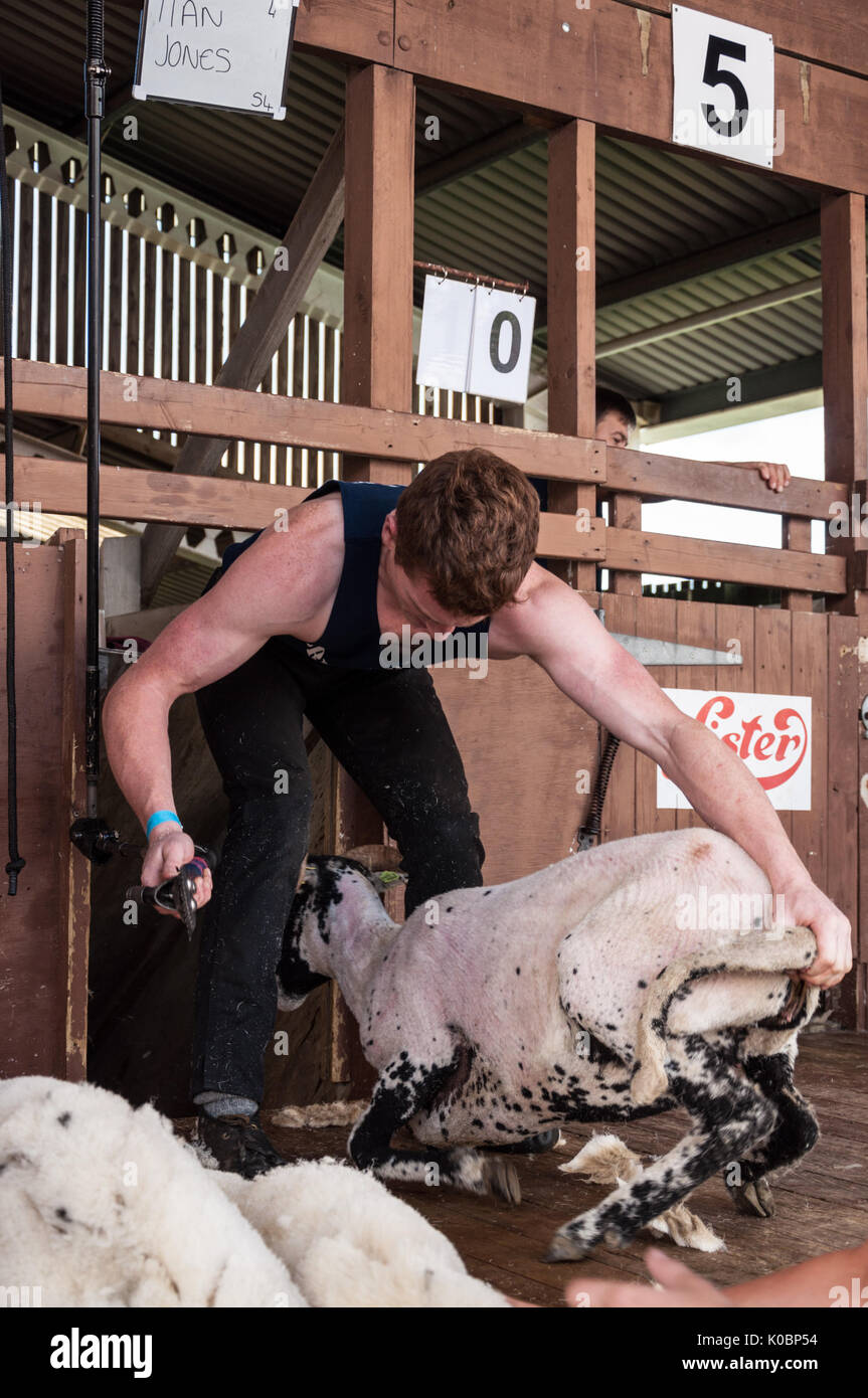 Eine fertige Schafe, die in den Urteilen pen Am Großen Yorkshire Show 2017 Stockfoto