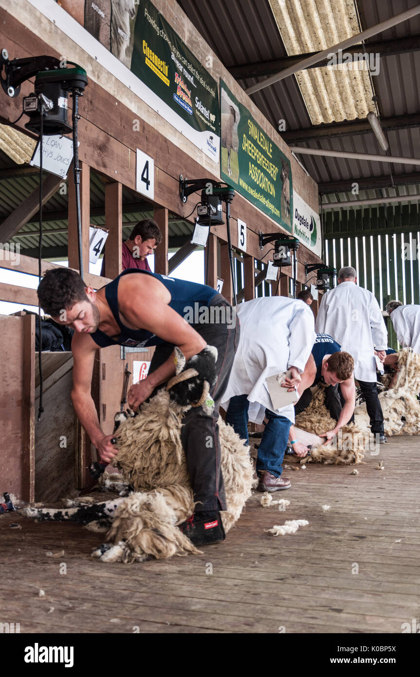 Schafe scheren Wettbewerb bei der Great Yorkshire Show 2017 Stockfoto