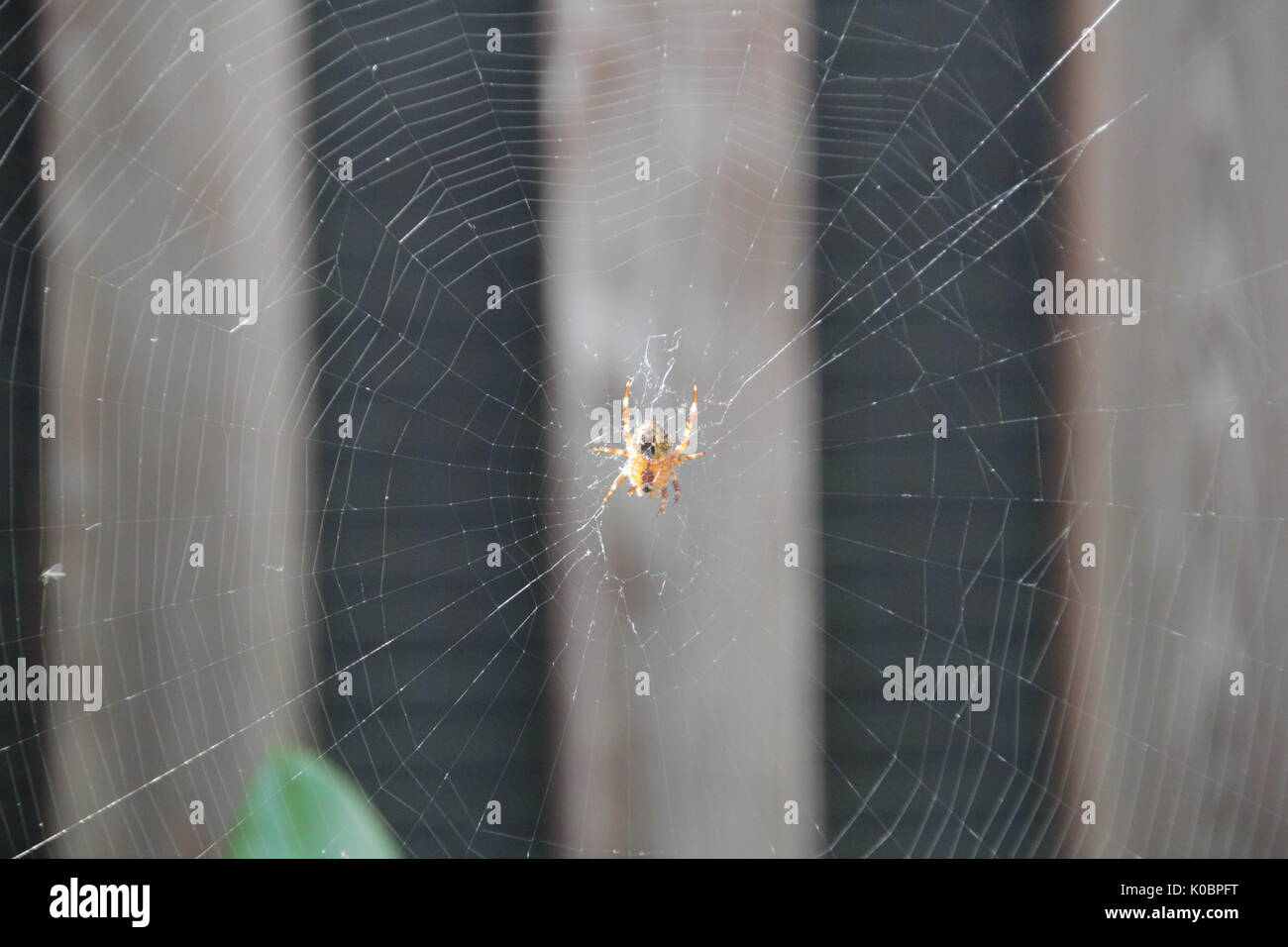 Spinne im Spinnennetz Stockfoto