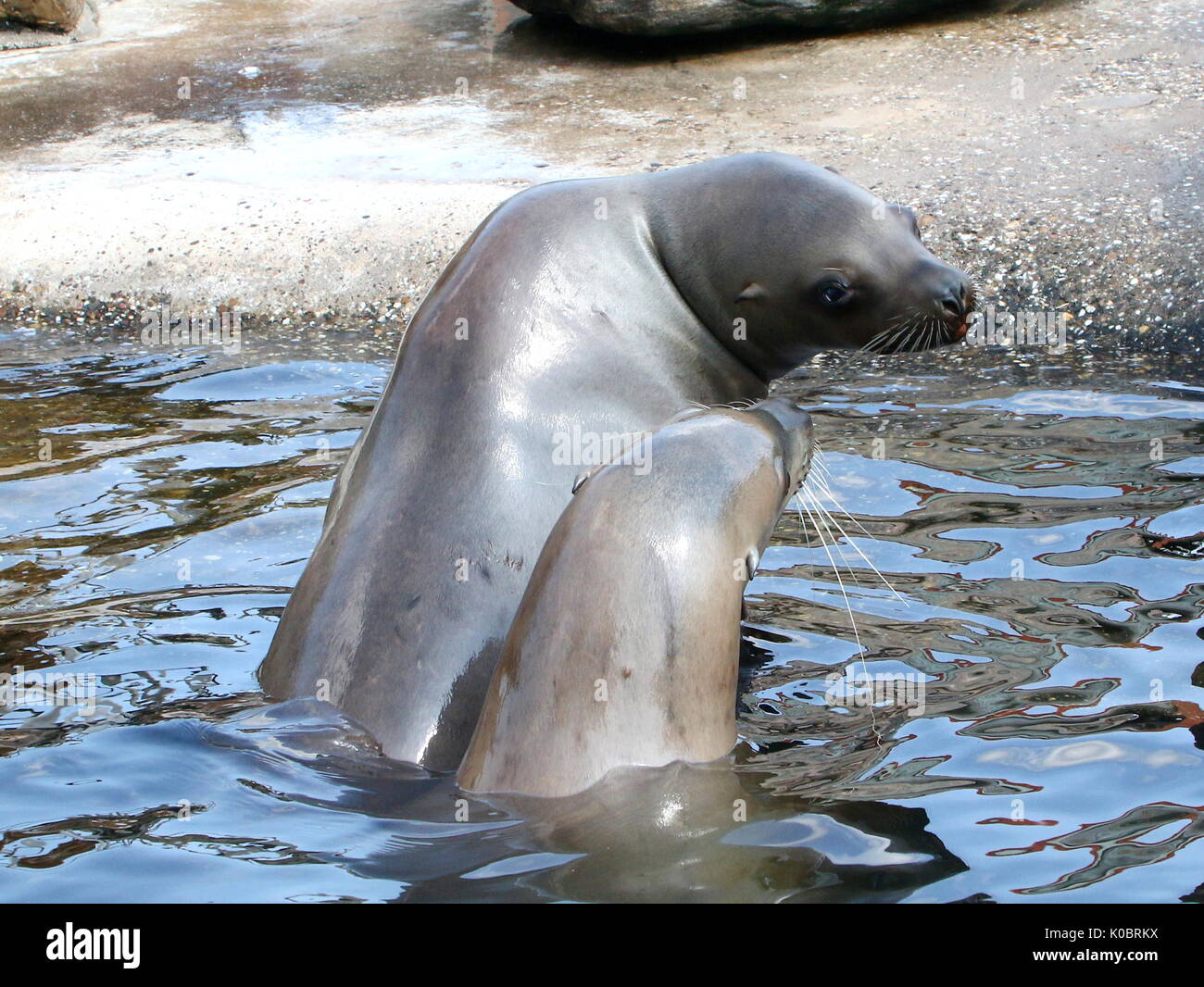 Paar Seelöwen der Steller oder nördlichen Seelöwen (Eumetopias jubatus), im nördlichen Pazifik gefunden. Stockfoto