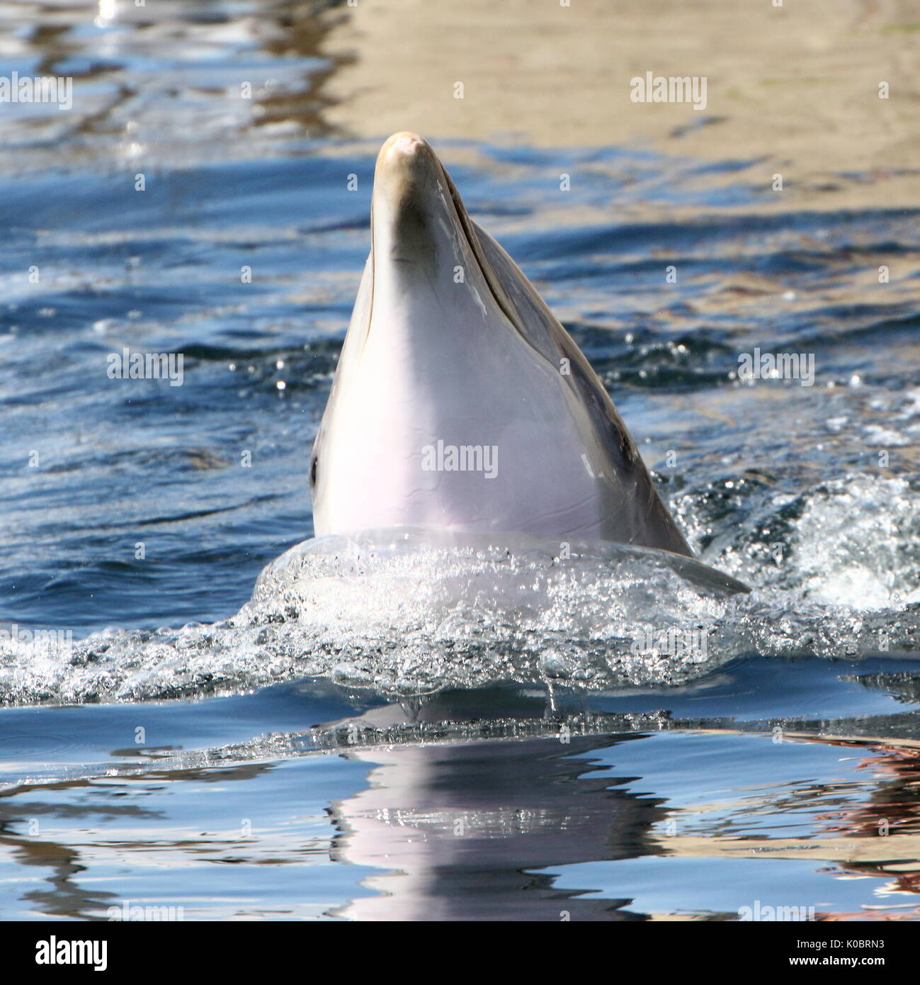 Atlantic Bottle-nose Dolphin (Tursiops truncatus) auftauchen, in der Nähe des Kopfes. Stockfoto