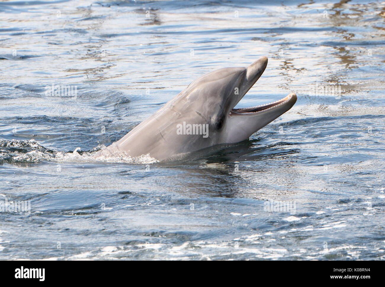 Atlantic Bottle-nose Dolphin (Tursiops truncatus) auftauchen, in der Nähe des Kopfes. Stockfoto