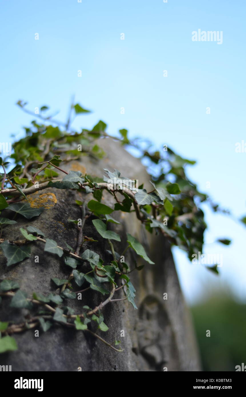 Alte Grabstein Detail mit Efeu wächst Stockfoto