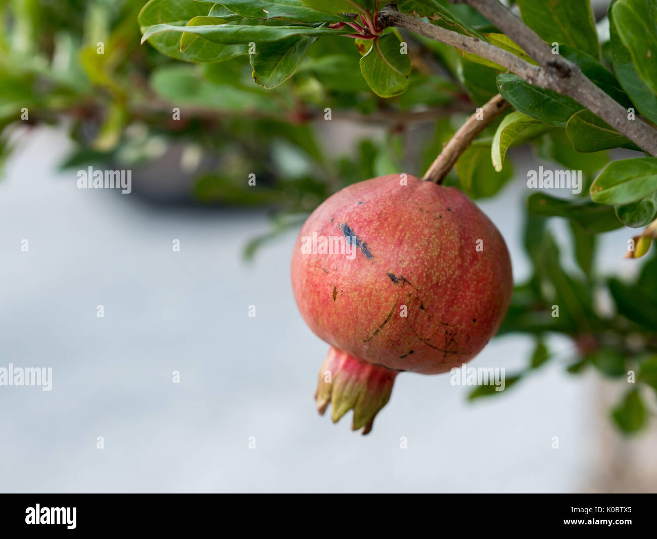 Reifer Granatapfel Obst hängt am Baum schließen Stockfoto