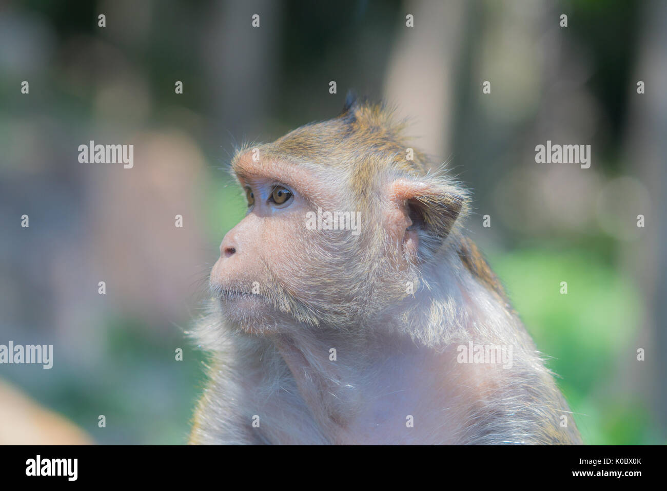 Affe auf der Suche nach einen Freund mit traurigen Augen Stockfoto