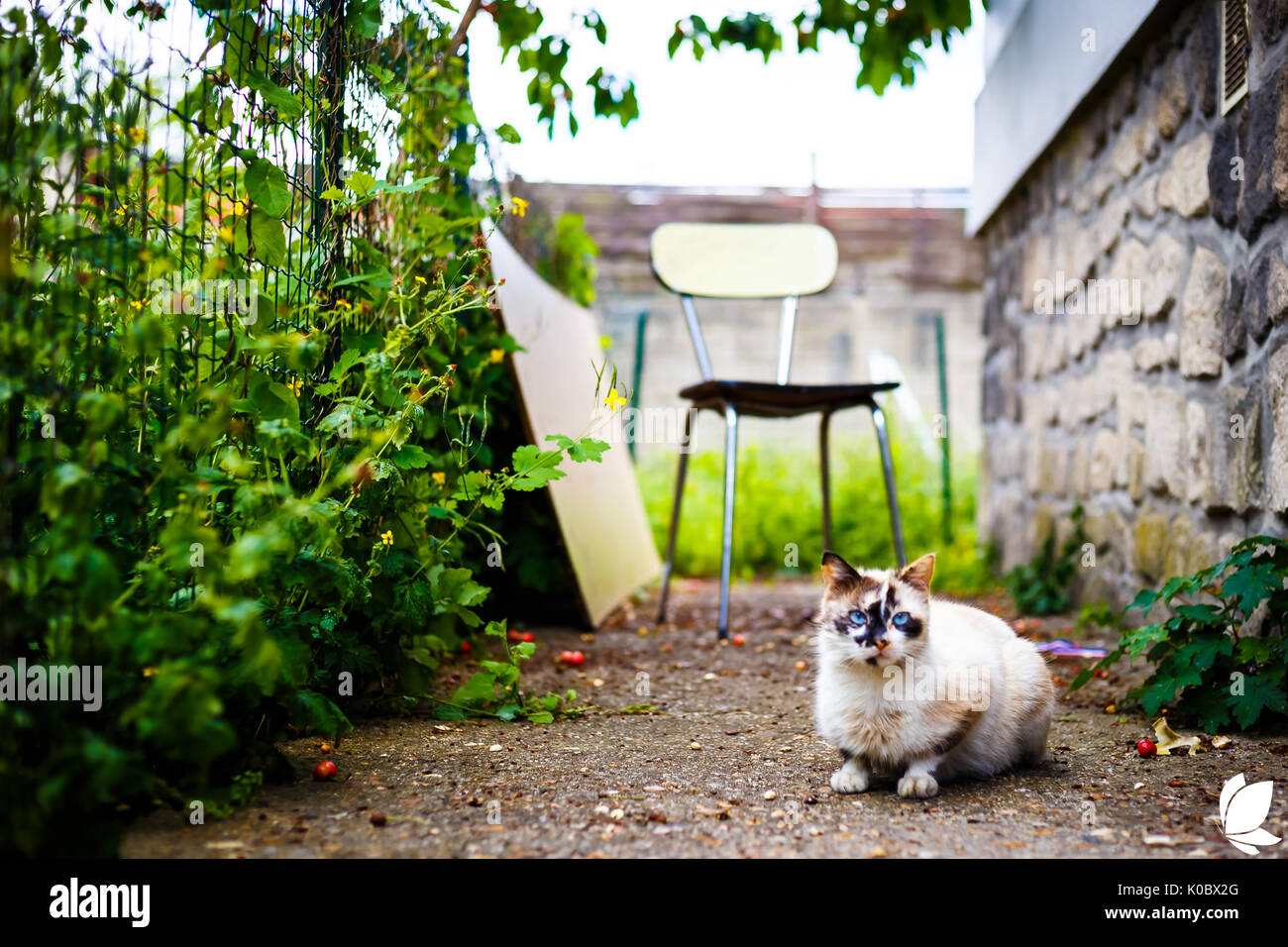 Katze-Portrait Stockfoto