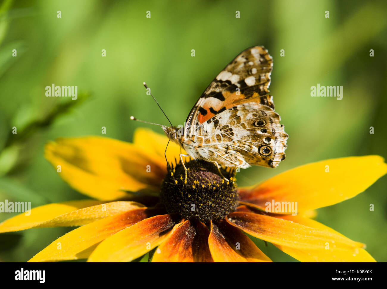 Schmetterling auf einer Blüte gegen eine Natur Hintergrund Stockfoto
