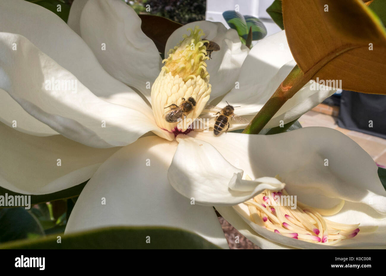 Wespen auf den Blumen der Magnolia grandiflora Spectabilis, die südliche Magnolia. Die stark duftenden Blumen haben einen starken Zitronenduft Stockfoto