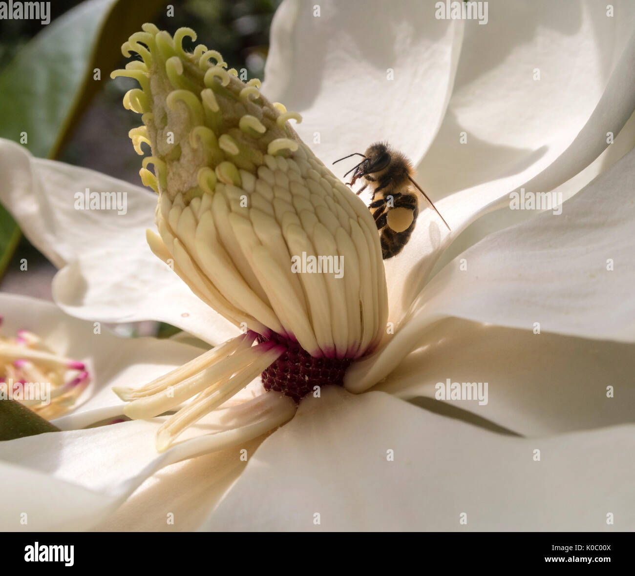 Wespen auf den Blumen der Magnolia grandiflora Spectabilis, die südliche Magnolia. Hghly duftende Blüten locken Insekten durch einen starken Zitronenduft Stockfoto