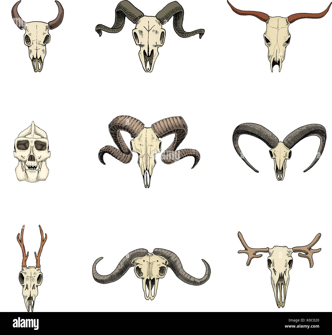 Anatomie zeichnung schaf Stock-Vektorgrafiken kaufen - Alamy