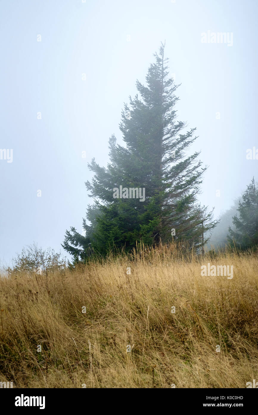 Baum im Nebel Fichte. Stockfoto