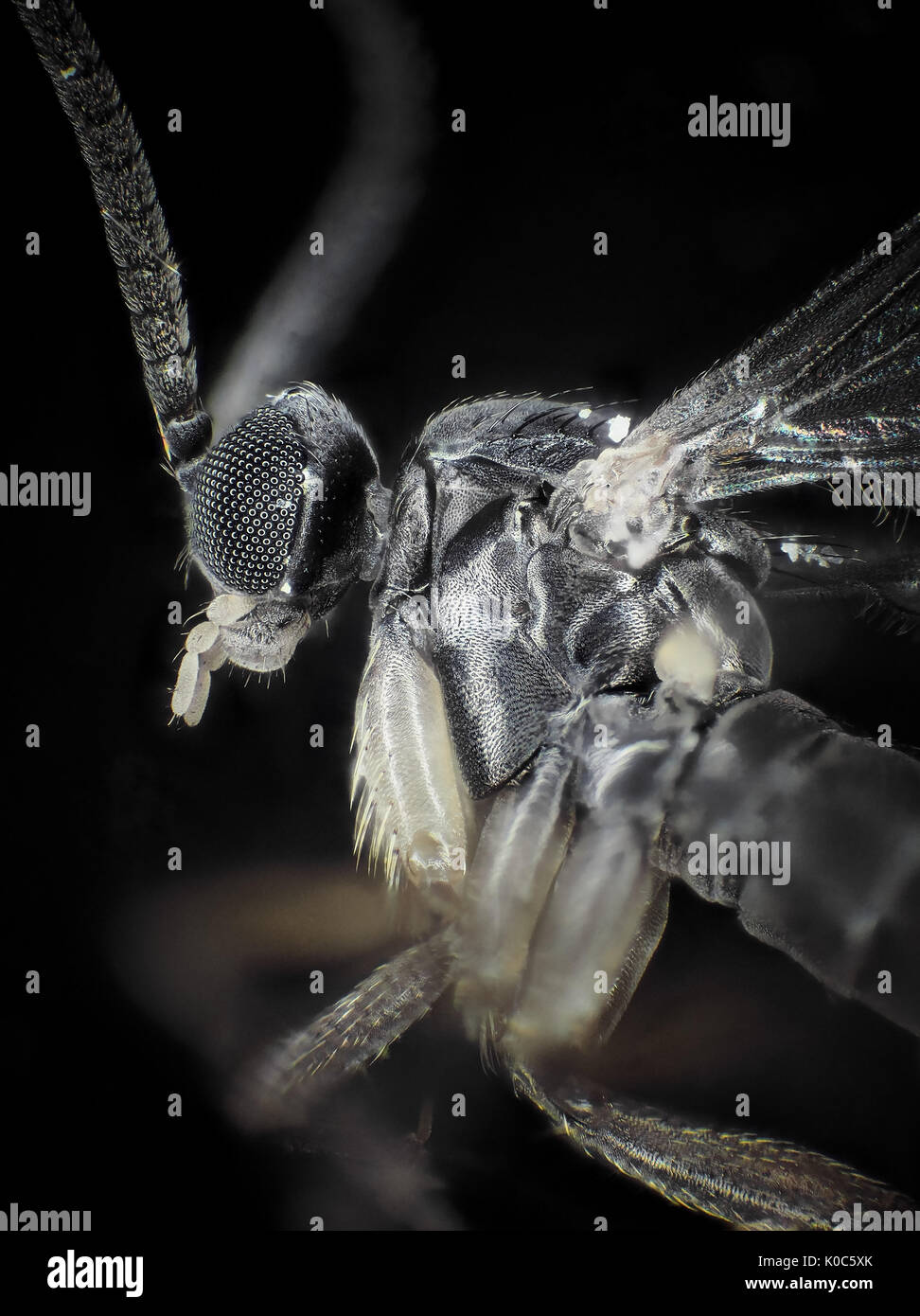 Licht Aufnahme eines Trauermücke wider, dargestellt Fläche ist etwa 1,6 mm hoch, Vergrößerung ist ca. 63 x 10 cm groß gedruckt Stockfoto