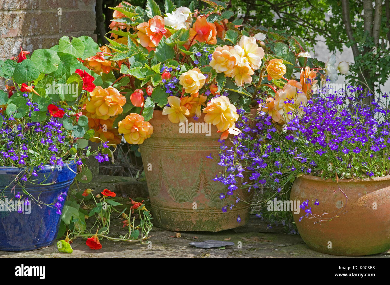 Sommerblumen - zwanglose Anordnung von nachlaufenden Bettonien, Lobelien und Nasturien in verwitterten Töpfen, in der Ecke eines englischen Gartens Stockfoto