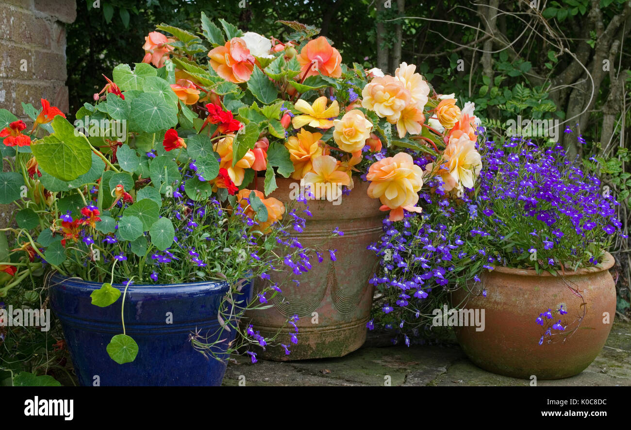 Sommerblumen - zwanglose Anordnung von nachlaufenden Bettonien, Lobelien und Nasturien in verwitterten Töpfen, in der Ecke eines englischen Gartens Stockfoto