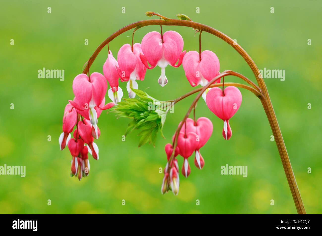 Tränendes Herz Lamprocapnos-Californica Stockfoto