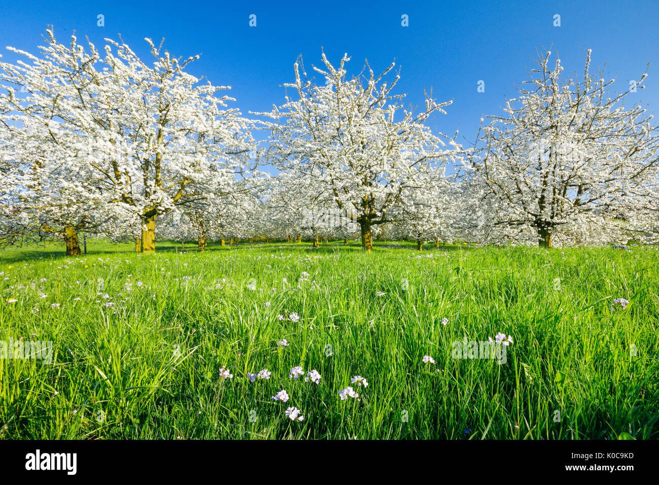 Kirschbäume im Frühling, Prunus avium, Schweiz Stockfoto