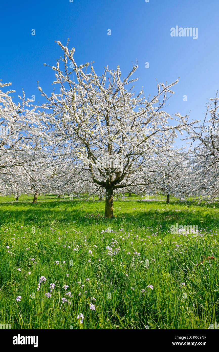 Kirschbäume im Frühling, Prunus avium, Schweiz Stockfoto