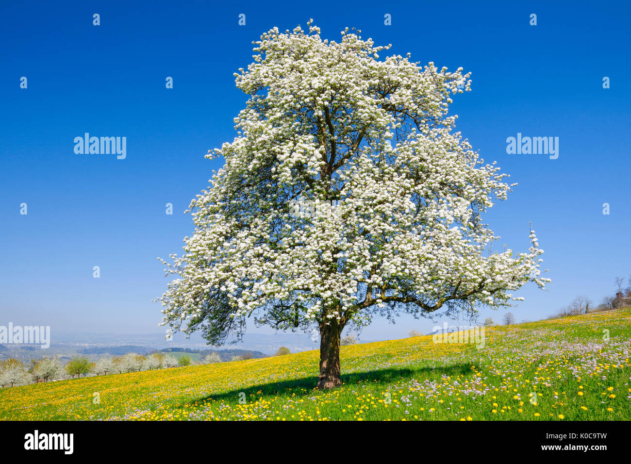 Blühender Birnbaum im Frühling, Schweiz Stockfoto