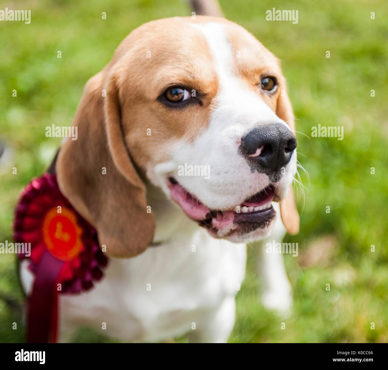 Die Barlow Jagd Dog Show - Porträt einer Familie Haustier Beagle Hund mit seiner Rosette für Gewinnen seiner Klasse Stockfoto