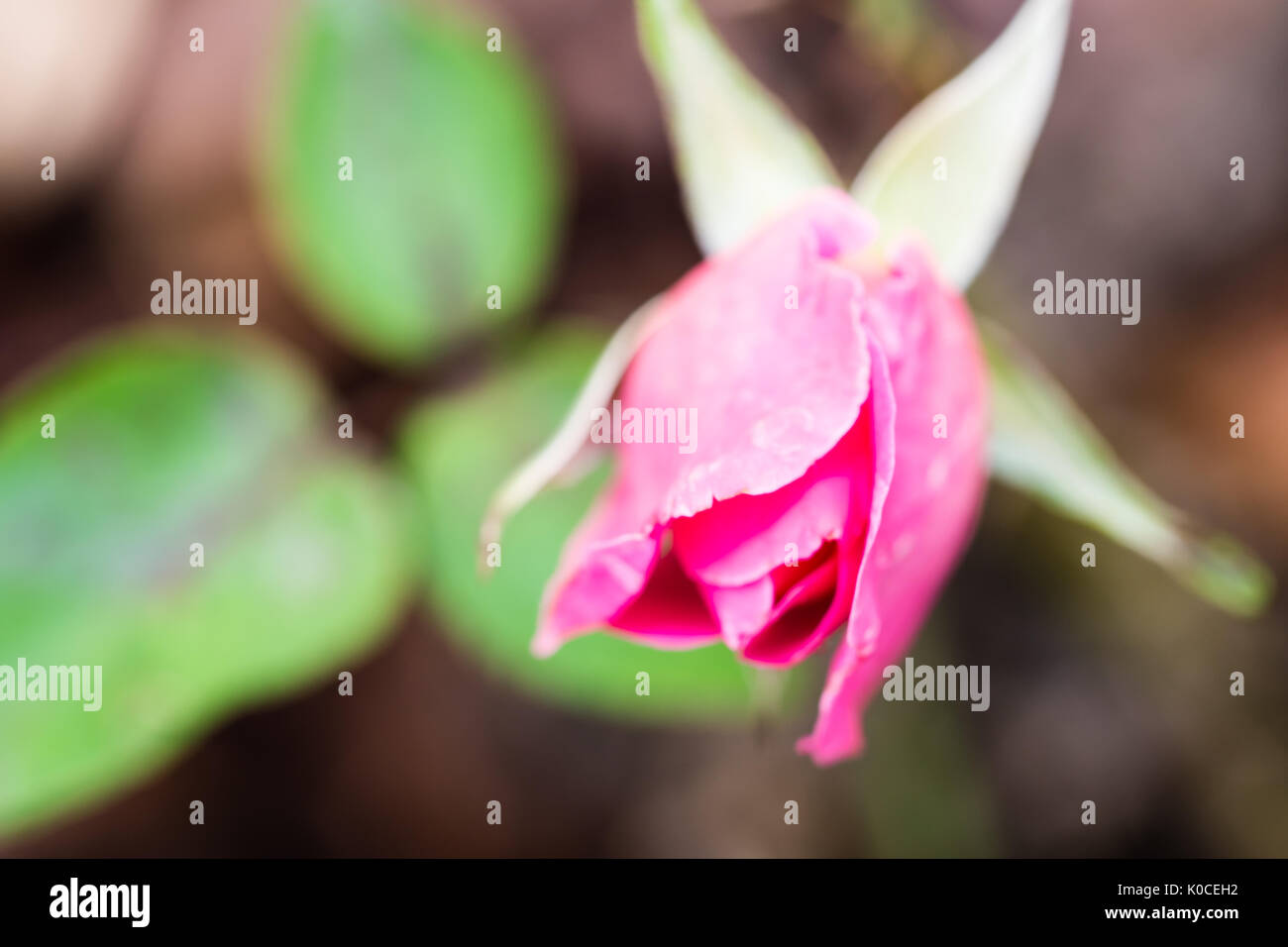 Kleine rosebud von rote Rose an der Morgen nach dem Regen, detaillierte Makro Fotografie, glatten Hintergrund. Stockfoto