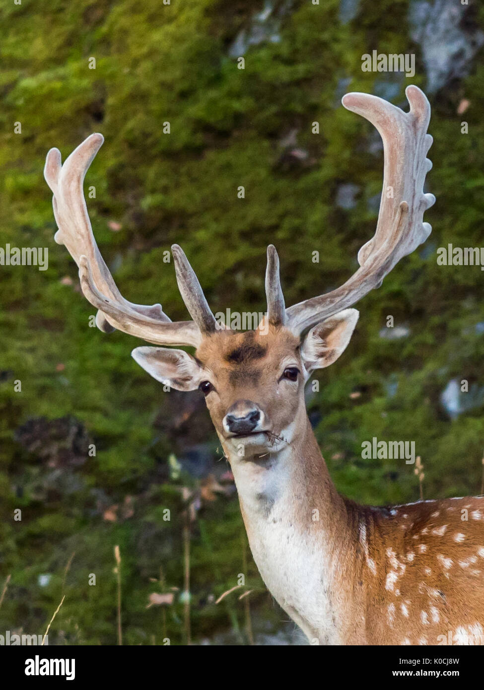 Eine Nahaufnahme eines jungen Damwild Buck, der alt genug ist, Schaufel-förmige Geweih in einer Waldlandschaft zu haben Stockfoto