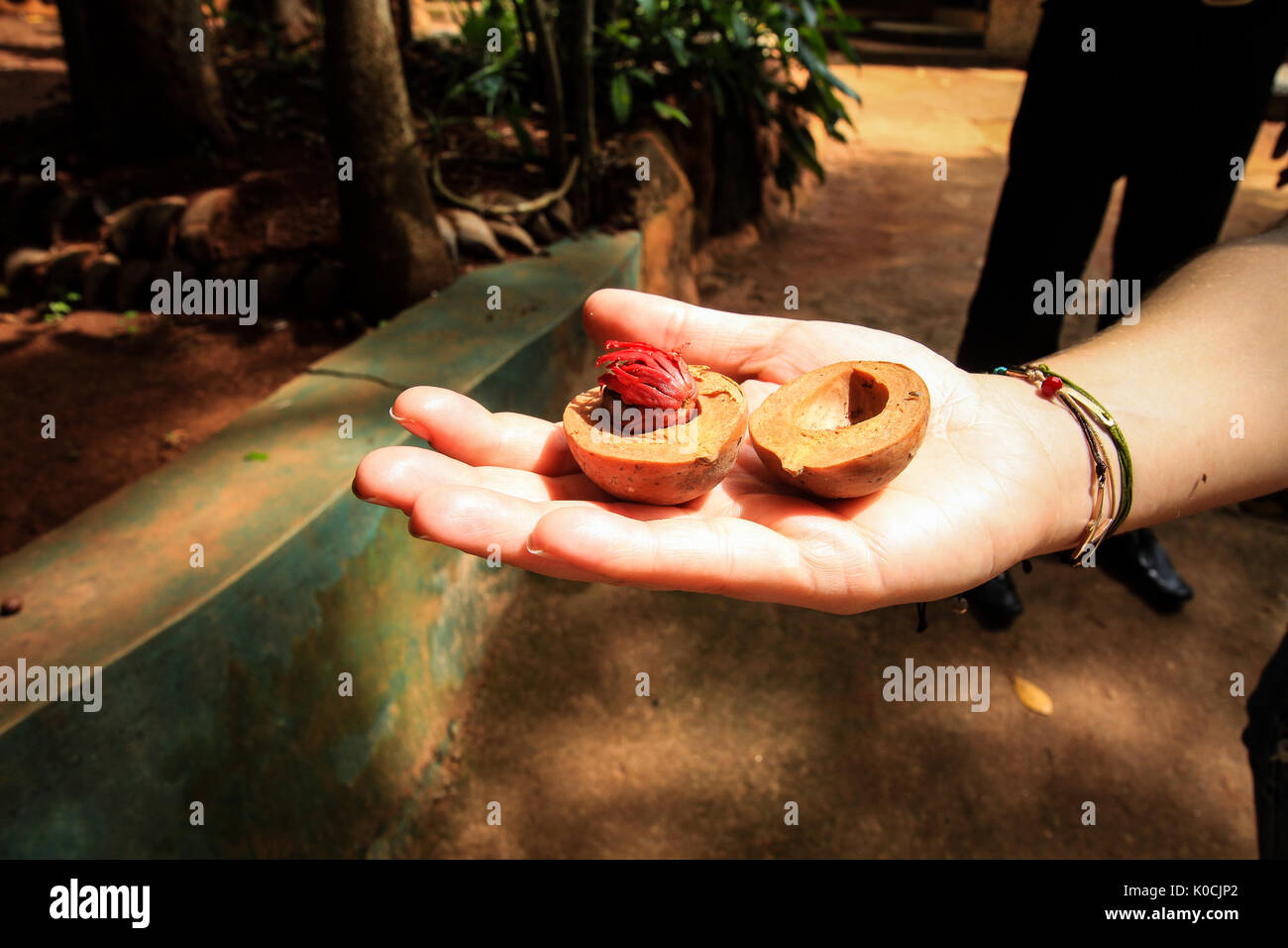 Eine Hand eine ganze Muskatnuss in der Sri Lankan Spice Garden Stockfoto