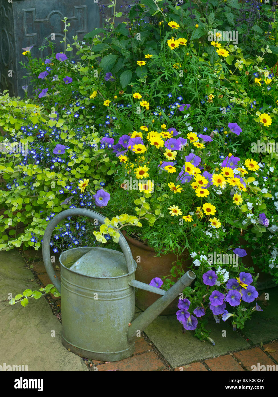 Gießkanne und Bauerngarten mit Petunien auf Stein Webart Terrasse Stockfoto