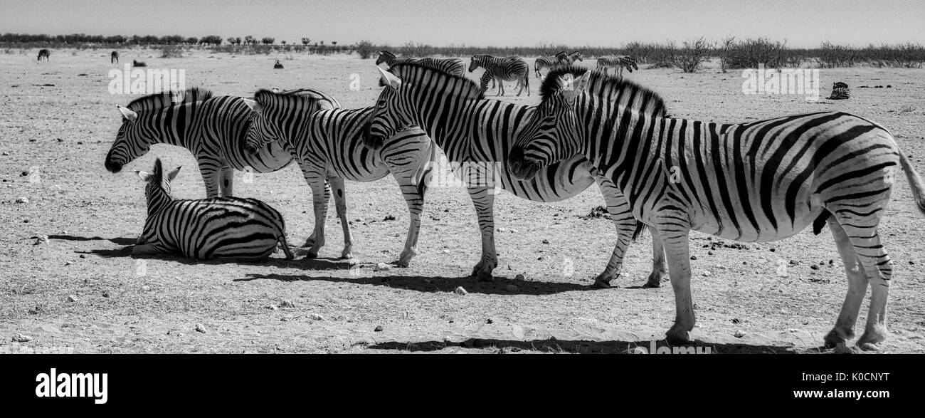Safari - Etosha National Park, Namibia - Zebra - Elefant Stockfoto