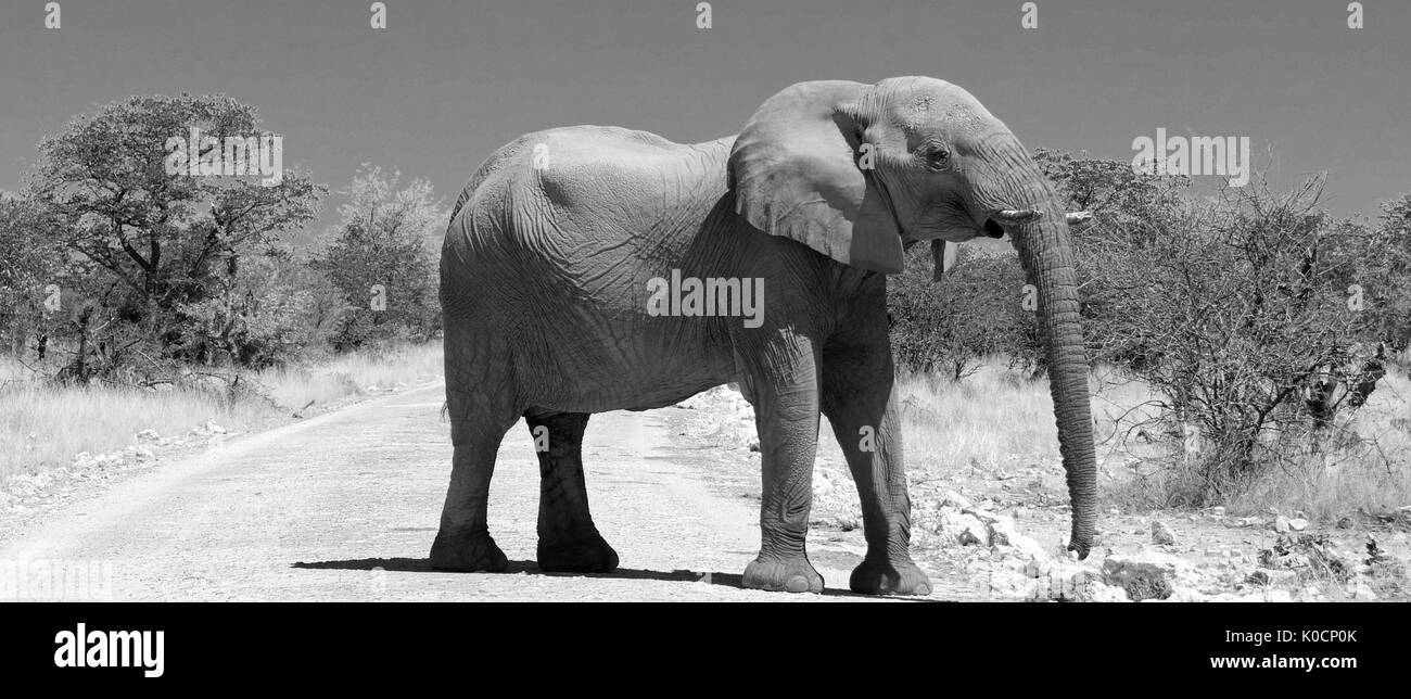 Safari - Etosha National Park, Namibia - Zebra - Elefant Stockfoto