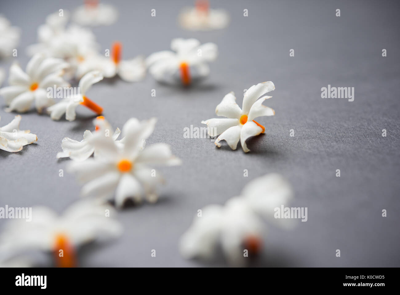 Nyctanthes Arbor - Tristis oder Parijat oder prajakt Blume in der Regel in Indien, Asien Stockfoto