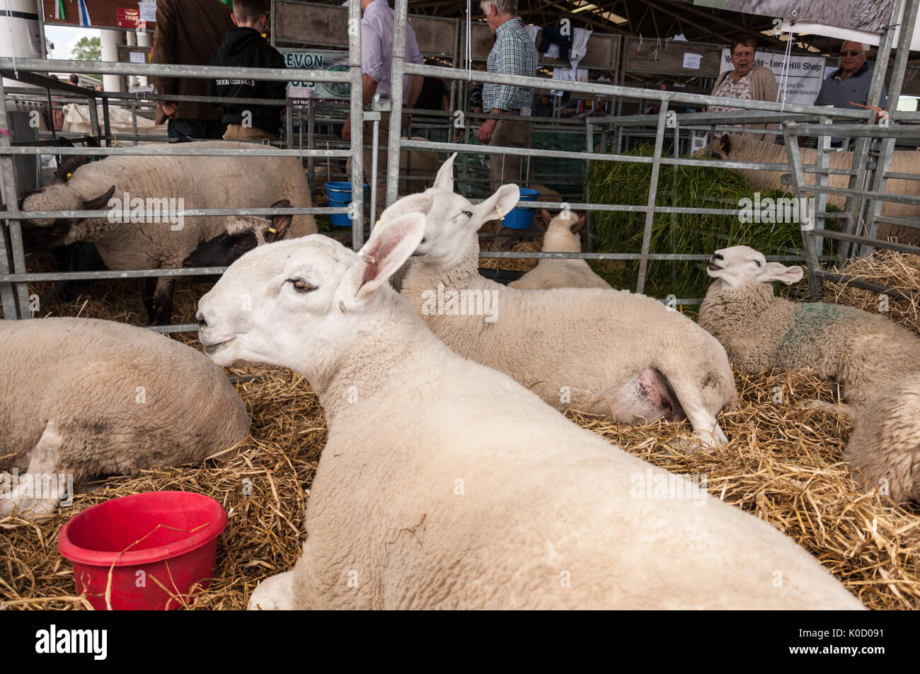 Bluefaced Leicester Schafe in der Großen Yorkshire Show 2017 Stockfoto