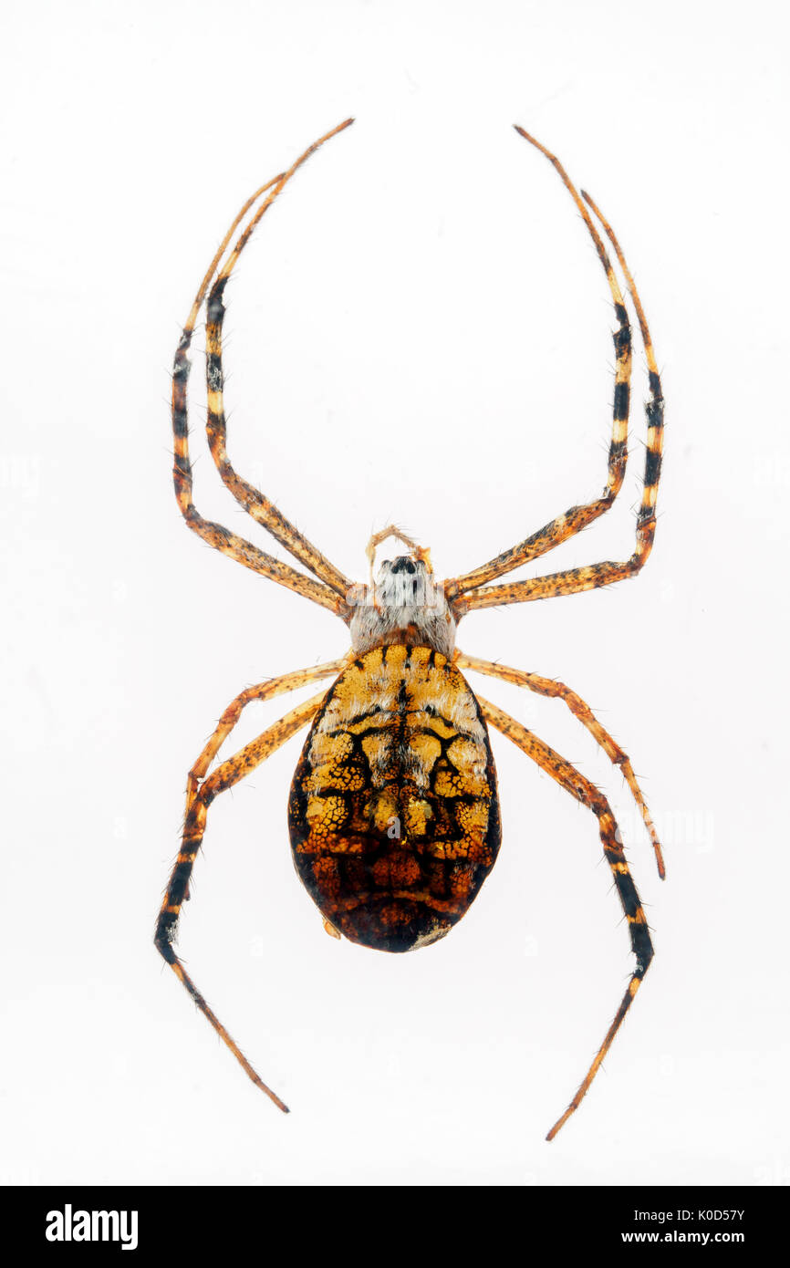 Goldener Seide Orb Weaver in Kunstharz Stockfoto