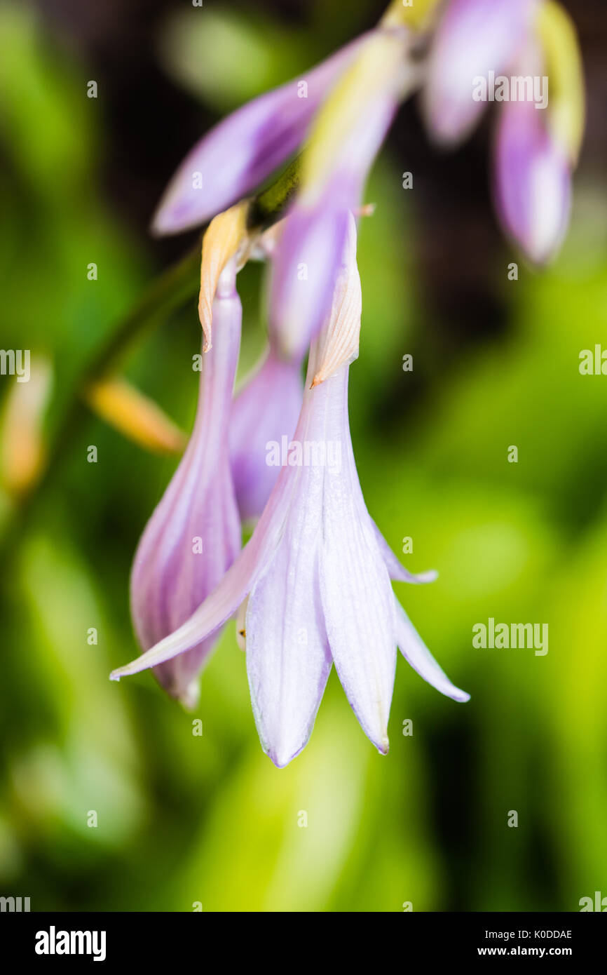 Schönen Kopf der violette Blume. Violette Blüte. Detaillierte Makro Fotografie, glatten grünen Hintergrund. Stockfoto