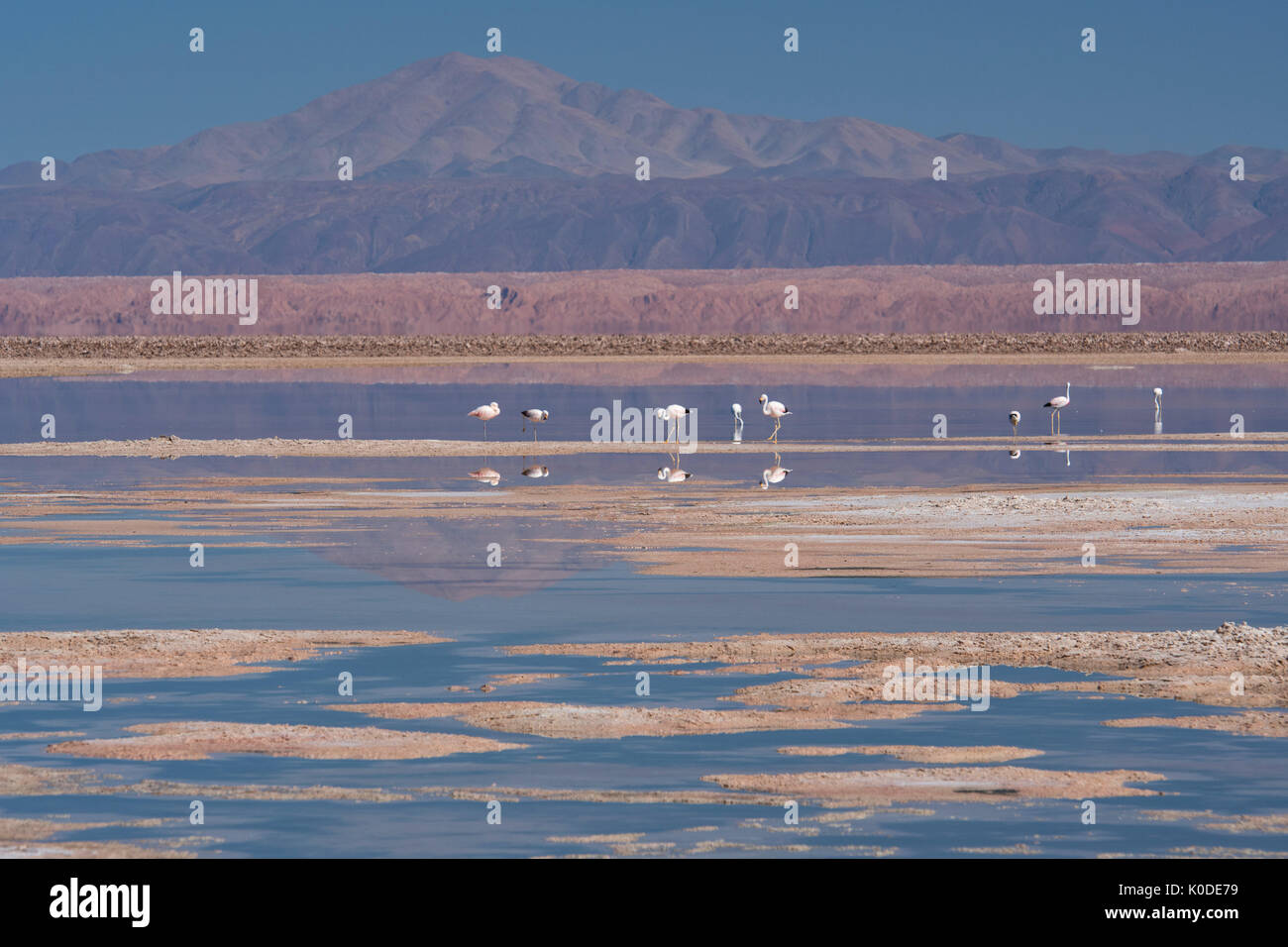 Südamerika, Anden, Atacama, San Pedro de Atacama Salar de Atacama, Flamingo finden Stockfoto