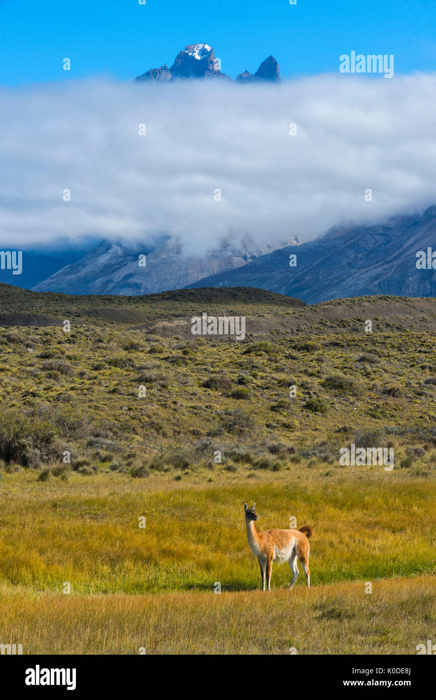 Südamerika, Anden, Patagonien; Torres del Paine; UNESCO; Nationalpark; Berge; Tierwelt; gunacos; llama; Tier Stockfoto