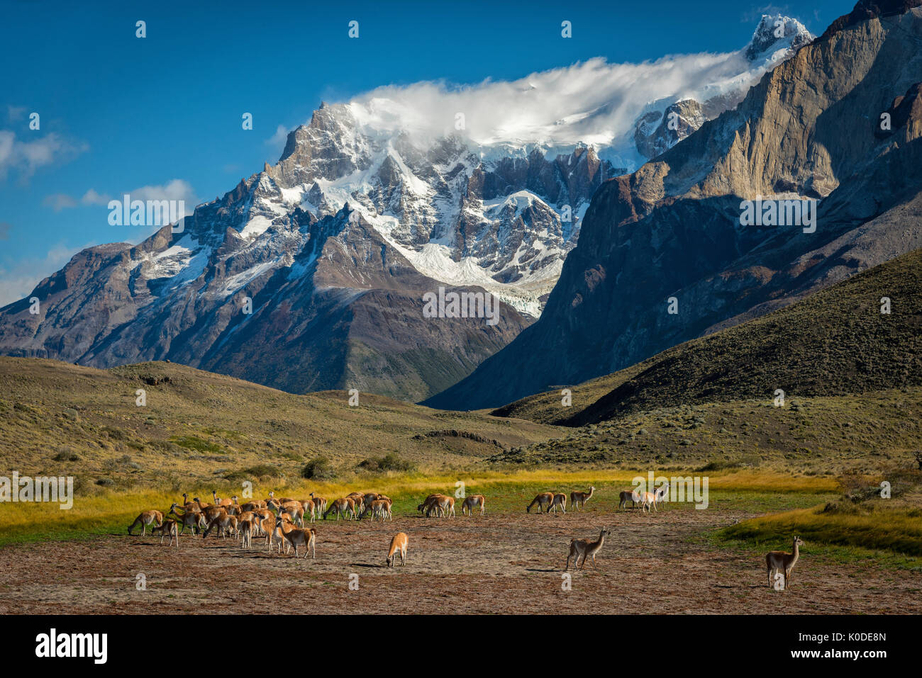 Südamerika, Anden, Patagonien, Torres del Paine, UNESCO-Welterbe, Nationalpark, Berge, Guanako Herde Stockfoto