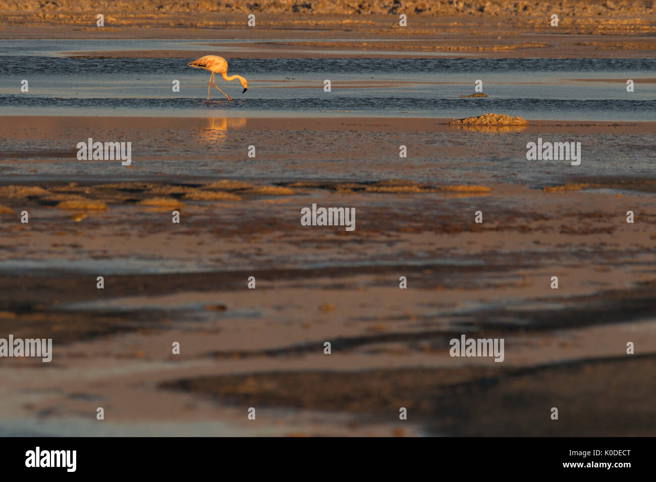 Südamerika, Anden, Atacama, San Pedro de Atacama Salar de Atacama, Flamingo finden Stockfoto