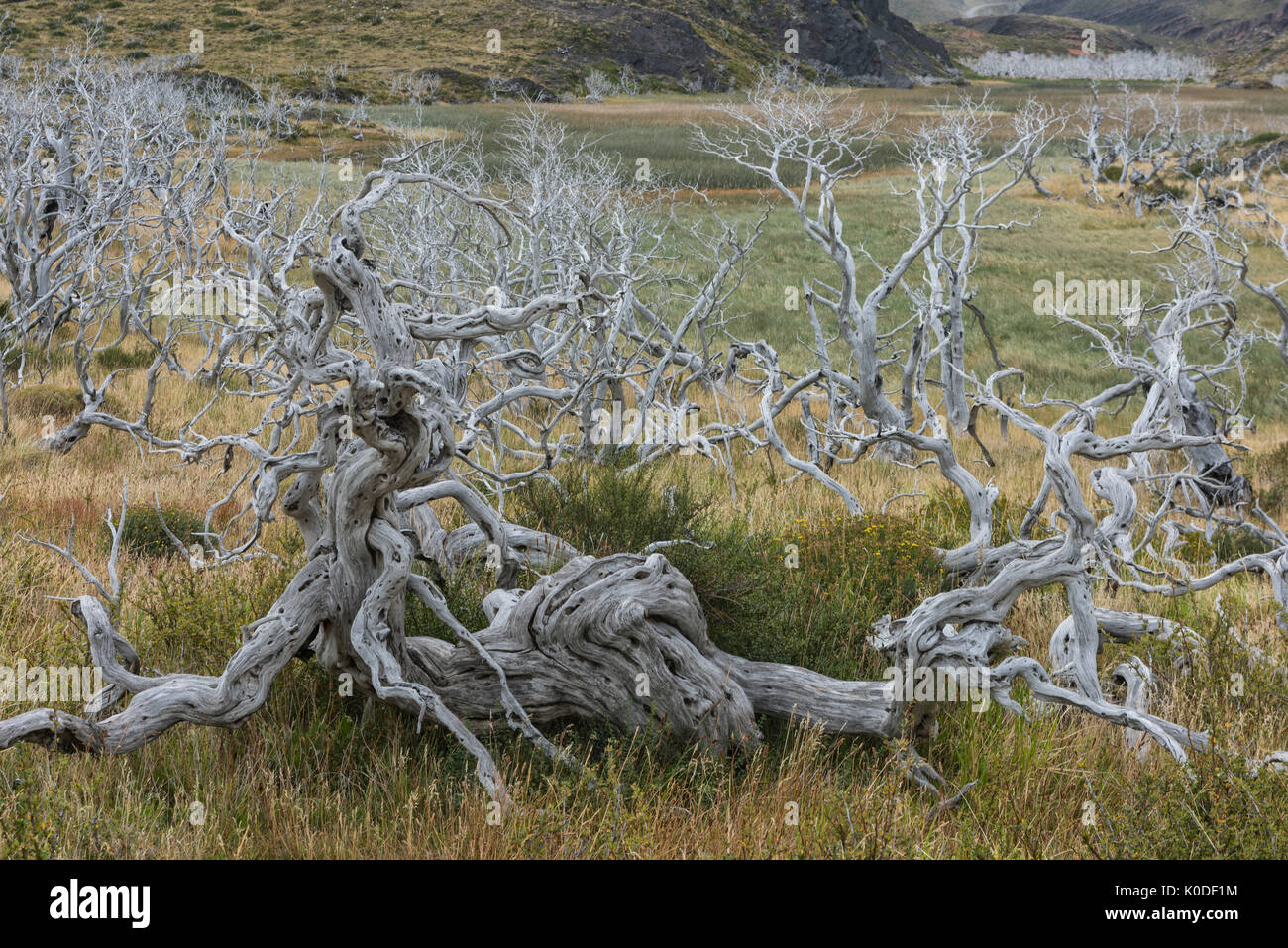 Südamerika, Anden, Patagonien, Torres del Paine, UNESCO-Welterbe, Nationalpark, toter Baum Stockfoto