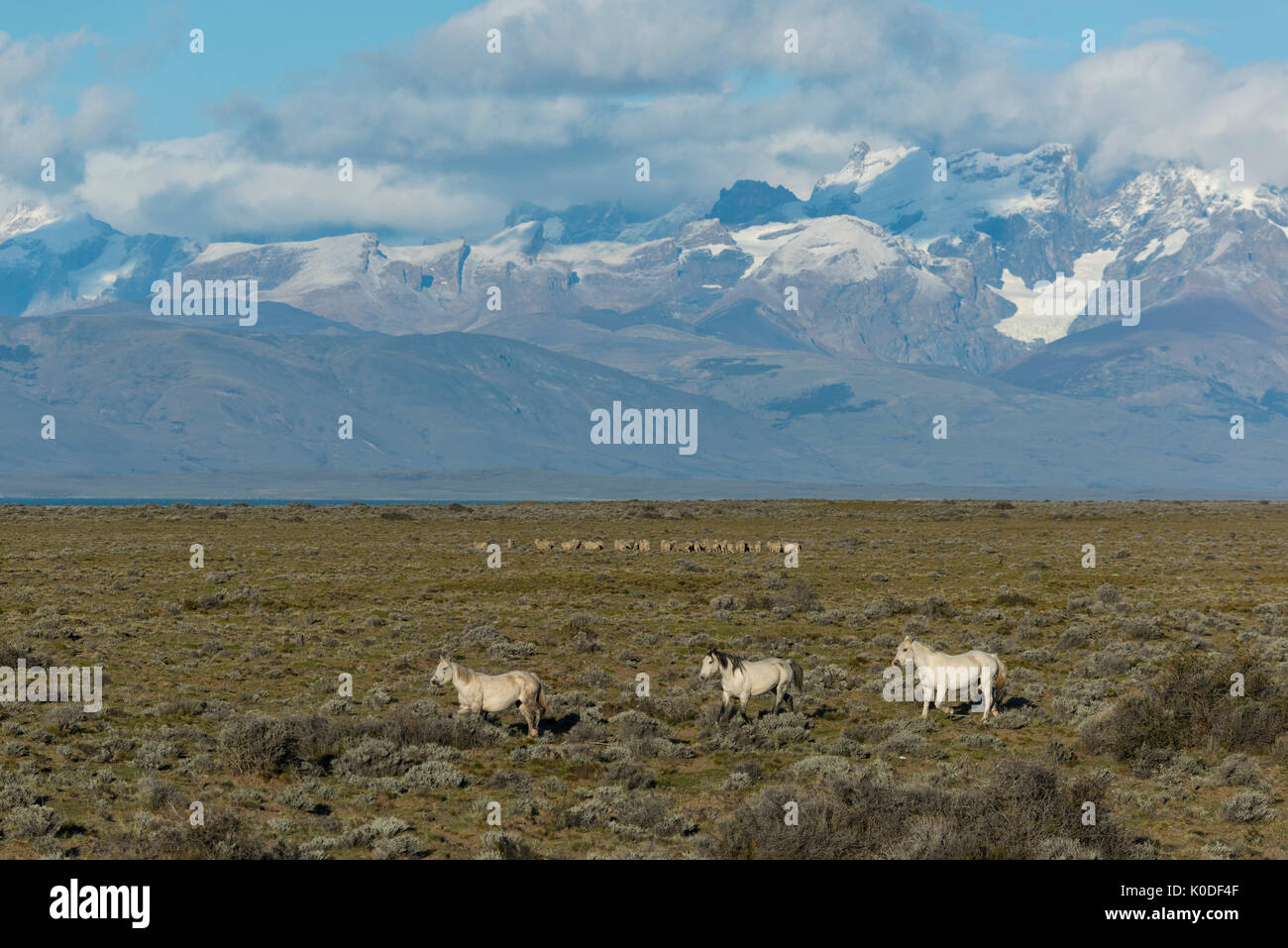 Südamerika, Argentinien, Patagonien, Pferde und Anden vorne Stockfoto