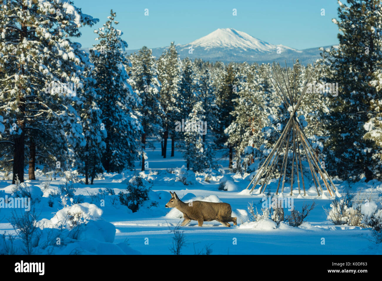 USA, Oregon, Bend, Mount Bachelor und Hirsche im Winter Stockfoto