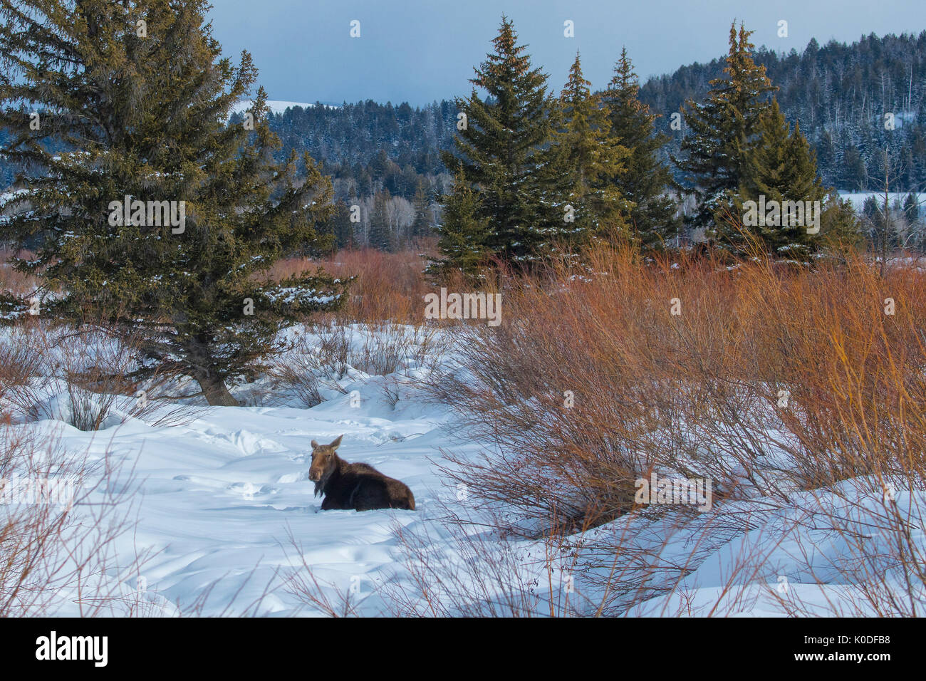 USA, Wyoming Grand Teton Nationalpark, UNESCO, Welterbe, weiblichen Elche im Winter, Stockfoto