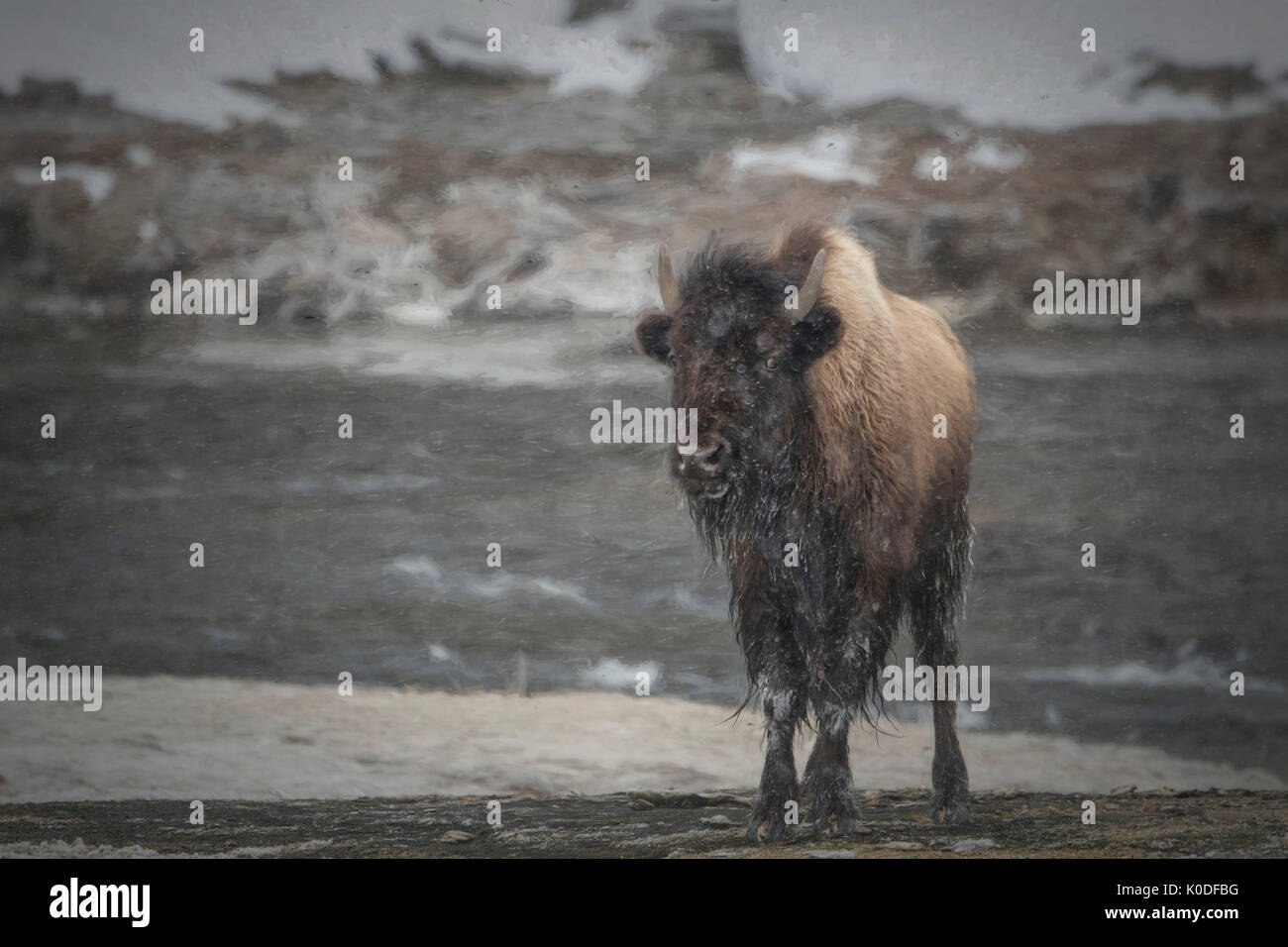 USA, Wyoming, Yellowstone Nationalpark, UNESCO, Welterbe, Bison im Winter Stockfoto