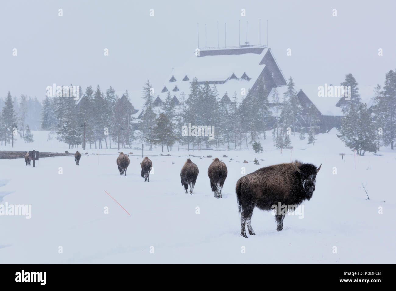 USA, Wyoming, Yellowstone Nationalpark, UNESCO, Welterbe, Bison im Old Faithful Inn Stockfoto