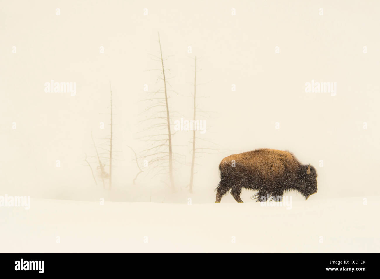 USA, Wyoming, Yellowstone Nationalpark, UNESCO, Welterbe, einsame Bison Bulle Wandern im Schnee Stockfoto