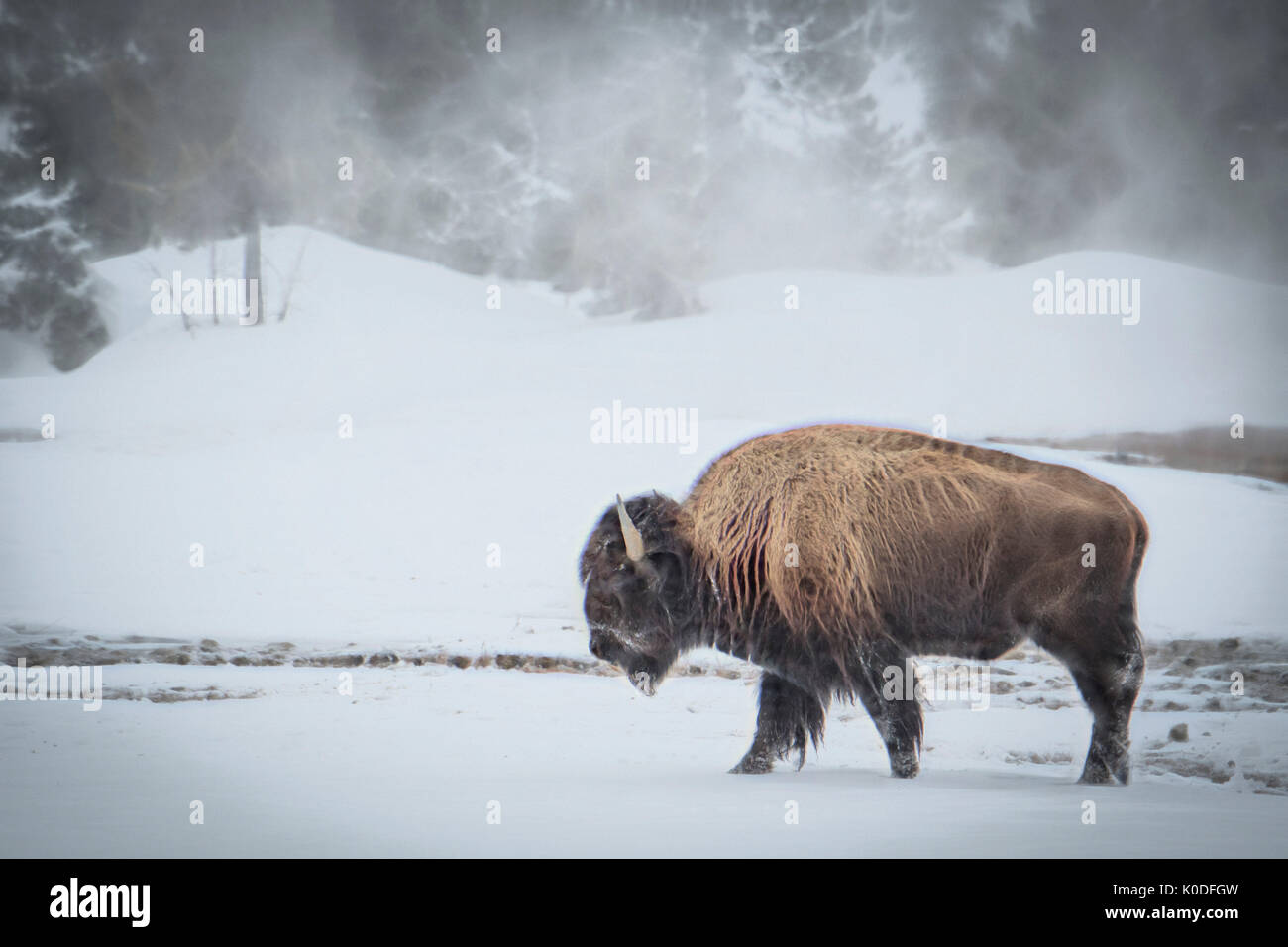USA, Wyoming, Yellowstone Nationalpark, UNESCO, Welterbe, Bison Bulle im Winter Stockfoto