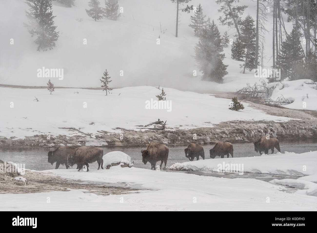 USA, Wyoming, Yellowstone Nationalpark, UNESCO, Welterbe, Bison Herde im Winter Stockfoto
